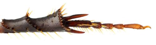 Réf. 294 710 : Agrilinus ater